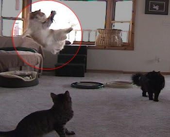 Da Bird Pull Apart Value Pack (1 Pull Apart Da Bird Pole Cat Toy & 2 Extra Guinea Feather Refills)