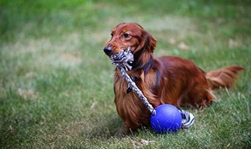 Jolly Pets Romp-N-Roll Rope & Ball Dog Toy, 4.5 in Small, Blue - Image 2