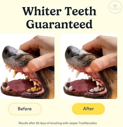 Jasper Dog Toothbrush, 360° Finger Toothbrush for Dogs & Cats, Neon 4-Pack - Image 3