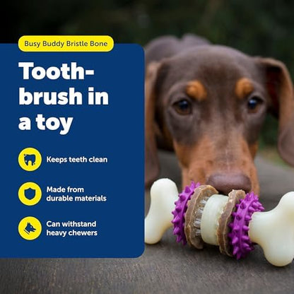 PetSafe Busy Buddy Bristle Bone Dog Treat Holding Chew Toy, Medium - Image 2
