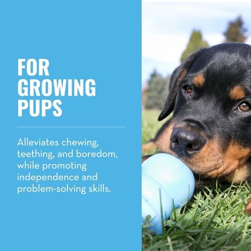 KONG Puppy Binkie, Natural Rubber Teething Toy, for Medium Puppies, Blue - Image 2