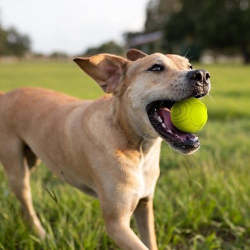 Nerf Dog Sonic Ball Dog Toys, Lightweight, Durable and Water Resistant, 2.5 Inches, for Small/Medium/Large Breeds, Two Pack, Green and Orange - Image 3