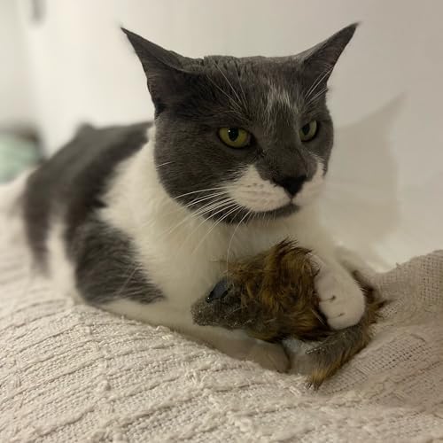 SPOT Shaggy Plush Giant Mouse - Cat Toy, Fuzzy Mice with Catnip and Rattle Toy for Indoor Cats and Kittens, Perfect Size for Pouncing on, Chasing, Hunting - 8.5in, 1 Piece - Image 4