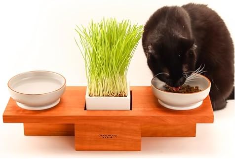 Solid Cherry Wood Raised Cat Feeding Station with Built-in Grass Planter by GrandwoodManor