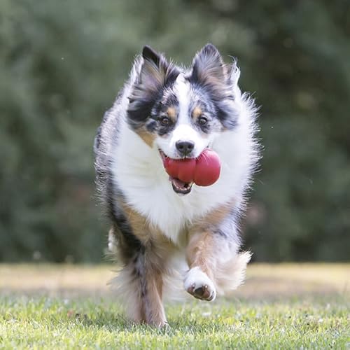 KONG Classic Stuffable Dog Toy, Natural Rubber Chew, for Small Dogs - Image 3