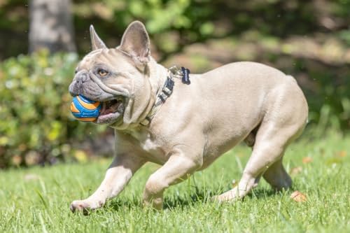 Chuckit! Ultra Squeaker Fetch Balls for Dogs, Floats, Medium 2.5in, 2 Pack - Image 3