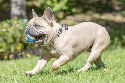 Chuckit! Ultra Squeaker Fetch Balls for Dogs, Floats, Medium 2.5in, 2 Pack - Image 3