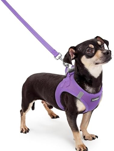 rabbitgoo Dog Harness Small Sized and Leash Set, Step-in Puppy Pet Vest by rabbitgoo