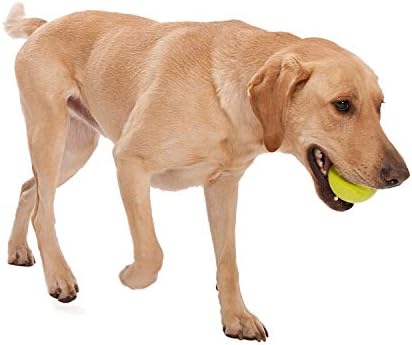 WEST PAW Zogoflex Jive Ball Dog Chew Toy – Bouncing Toys for Dogs, Fetch, Catch, Chewing, Play – Floatable, Recyclable Balls – Latex-Free, Non-Toxic, Dishwasher Safe Dog Toy, X-Small 2", Tangerine - Image 3