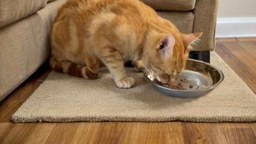 12 PCS Thickened Stainless Steel Cat Bowls, 5.5 Inch Shallow Wide Flat Metal Kitten Food Bowls, Whisker Friendly Fatigue Relief Replacement Basic Pet Dishes for Indoor Cats - Image 4
