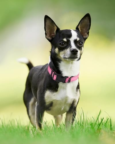 Joytale Reflective Dog Collar, Adjustable Neoprene Padded, Pink XS - Image 6