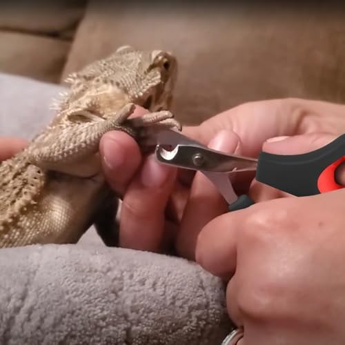 Bearded Dragon Nail Clippers with Precise Angled Edges - Image 7
