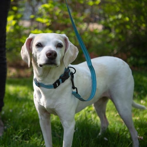 Best Pet Supplies Voyager Nylon Dog Leash - 6ft Baby Blue, Large - Image 5