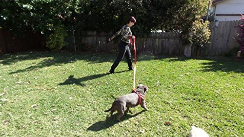 Primal Pet Gear Dog Leash 8ft Long - RED - Traffic Padded Two Handle - Heavy Duty - Double Handles Lead for Control Safety Training - Leashes for Large Dogs or Medium Dogs - Dual Handles Leads - Image 4
