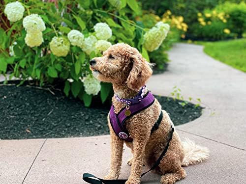 Gooby Comfort X Head-in Dog Harness, Choke-Free, Purple, Large - Image 3