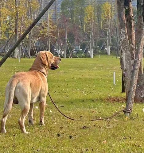 35FT Dog Tie Out Leash Long Tether 8-10-13-15-20-25-30-40-50-65FT - Image 6
