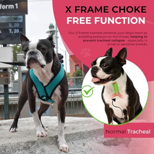 Gooby Comfort X Head-in Dog Harness, Choke-Free, Turquoise, Large - Image 5