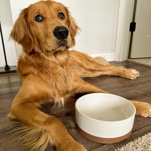 Mora Ceramic Pet Bowl Size Medium - Food/Water Dish for Large Puppies, Cats, Retrievers, Medium Sized Dogs, ect. 28oz or 4 Cups - Basic Bowls for Your Dog or Cat, Mix and Match for a Set - Vanilla - Image 7
