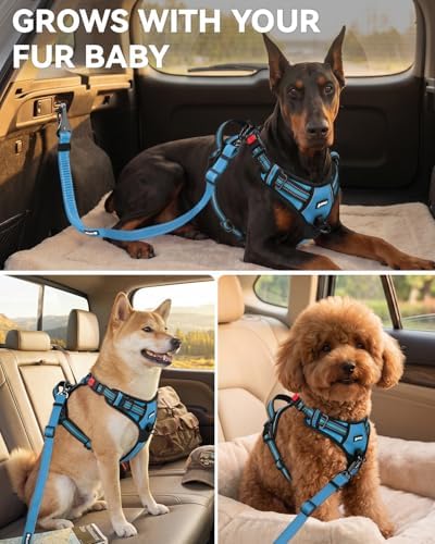 Joytale 3-in-1 Bungee Dog Seat Belt for Car, Medium Large Dogs, Sky Blue - Image 6