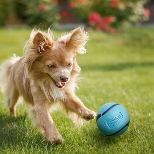 Chuckit! Sniff Ball Dog Toy, Bacon Scented, Medium, 1 Pack - Image 4