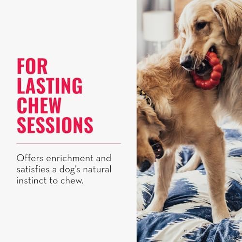 KONG Ring, Natural Rubber Chew Toy for Dental Health, for Small/Medium Dogs - Image 3