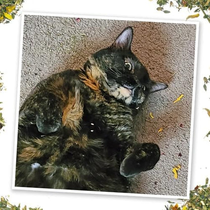 Meowijuana Fall Pumpkin Spice Latte Cat Toy and Blend Bundle | High-Potency - Image 4