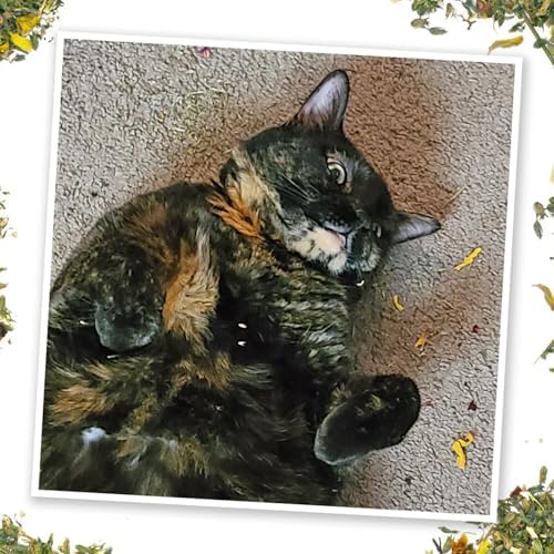 Meowijuana Fall Scarecrow Cat Toy and Blend Bundle | High-Potency - Image 4