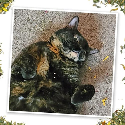 Meowijuana Fall Scarecrow Cat Toy and Blend Bundle | High-Potency - Image 4