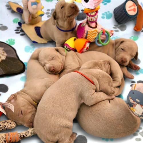 Dog Blankets for Medium Large Dogs Washable, 3 Pack Pet Blanket Washable 41" x 31", Fuzzy Soft Puppy Throw Cover for Kennel Crate Bed - Image 2