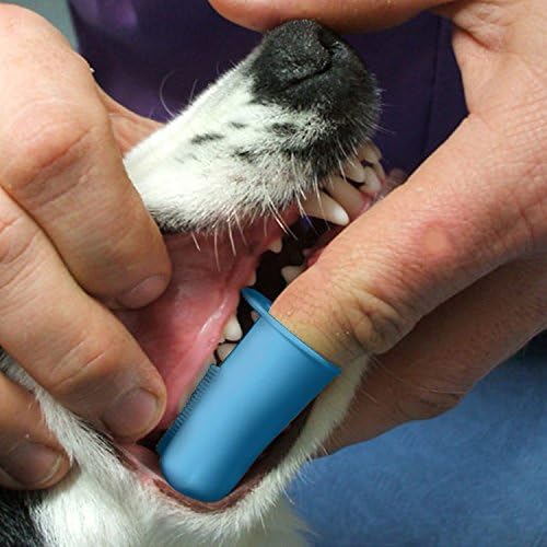 Pet Republique Enzymatic Dog Toothpaste Kit with Finger Toothbrushes Cats and Dogs Dental Cleaning Kit - 3.5 oz Beef Flavor Toothpaste, 3 Silicon Finger Toothbrushes, 1 Mini Handle Toothbrush - Image 3