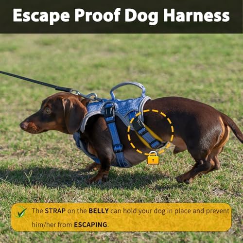Huntboo Escape Proof Dog Harness, Dachshund Harness, Reflective Dog Harness with Handle, Durable,Adjustable Vest for Small Medium Large Dogs Walking, Training, and Running Gear (Technicolor Blue,XL) - Image 2