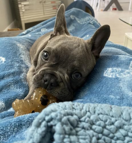 Nylabone Puppy Chew Teething Ring Bone Dog Toy, Chicken Flavor, Medium - Image 2