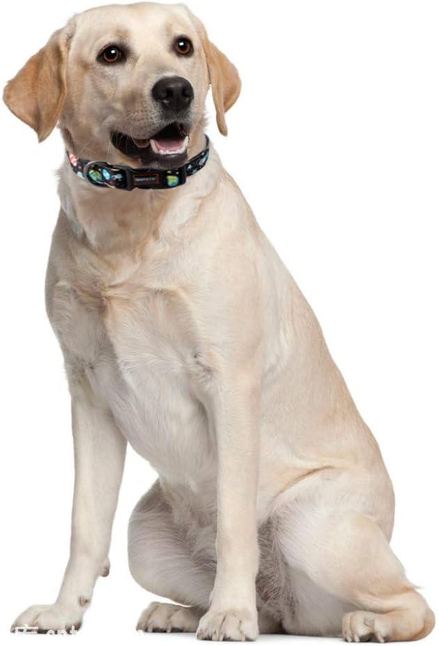 QQPETS Adjustable Soft Dog Collar: Print Flower Pink Multicolor Cute Patterns for XS Small Medium Large Pet Girl Boy Puppy Walking Running Training (M, Space)
