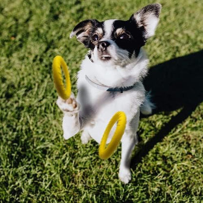 Dog Flying Disc,Floating Dog Ring Toys, Indestructible Dog Chew Toys for Small Chewers Dog Toys for Pool,Float Durable Outdoor &Indoor Puppy Toy for Throwing,Catching,Swimming,Training - Image 6