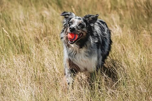 Chuckit! Ultra Ball Dog Toy - Medium Bouncy Fetch Balls for Dogs 20-60 lbs - Made from Durable Rubber - Floating Water Pet Toys - Size Medium - 2.5-inch Diameter - Pack of 6 - Image 6