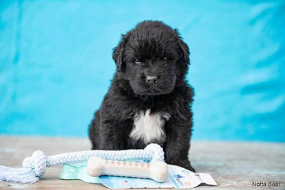 Spunky Pup Clean Earth Recycled Bone| Made in USA | Made from 100% Recycled Water Bottles, Gray
