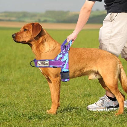 Annchwool No Pull Dog Harness with Soft Padded Handle,Escape Proof and Quick Fit to Adjust Dog Harness,Easy for Training Walking for Small & Medium and Large Dogs(Camo Purple,S) - Image 5