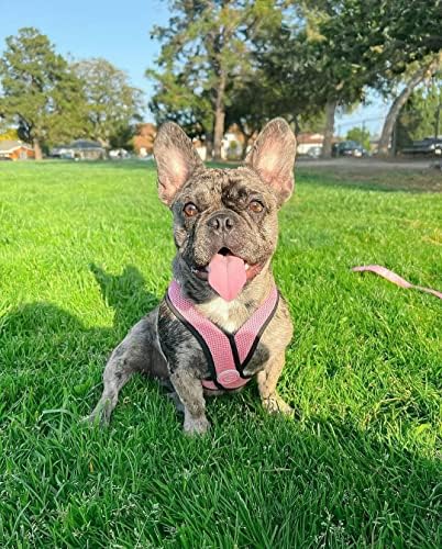 Gooby Comfort X Head-in Dog Harness, Choke-Free, Pink, Medium - Image 3