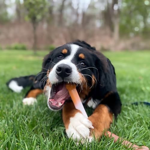 Nylabone Power Chew Original Bone Dog Chew Toys, Large, 2 Count - Image 2