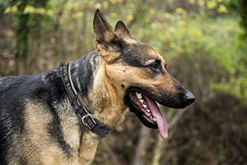 Pets First NFL Raiders Licensed PET COLLAR, Extra Large - Heavy-Duty, Strong, and Durable Dog Collar. Available in 31 Football Teams and 4 Sizes - Image 4