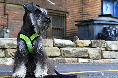 Gooby Comfort X Head-in Dog Harness, Choke-Free, Green, X-Large - Image 3