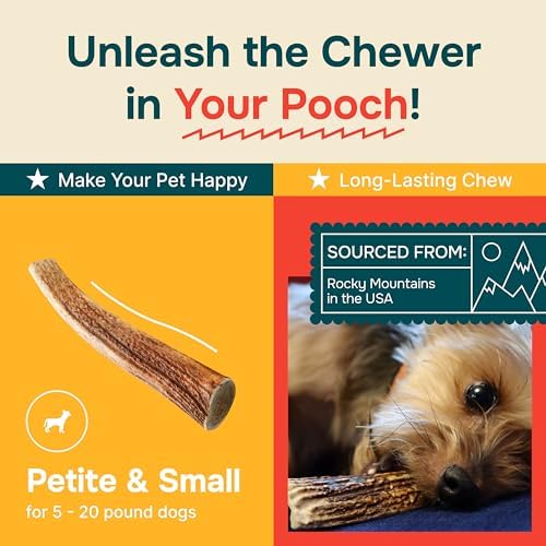 100% Natural - Antlers for Dogs - Naturally Shed in USA - Grade A Long Lasting Chew for Aggressive Chewers - Elk Antlers Dog Antler Chews - Real, Healthy Treats & Toys - No Odor & No Mess - Small - Image 5