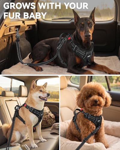 Joytale 3-in-1 Bungee Dog Seat Belt for Car, Medium and Large Dogs, Black - Image 6
