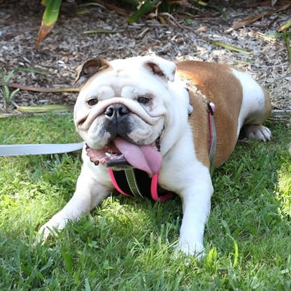 2 Hounds Freedom No Pull 1 Inch Training Leash ONLY Works with No Pull Harnesses (Light Pink) - Image 4