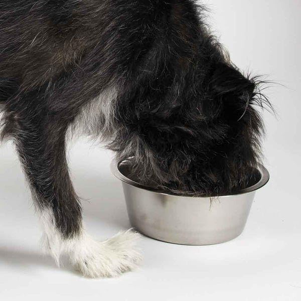 ProSelect Stainless Steel Classic Dog Bowl, 2-Quart