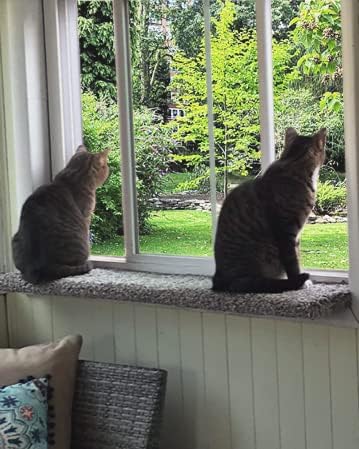 Purrched Cat Window Perch (24 Inch)