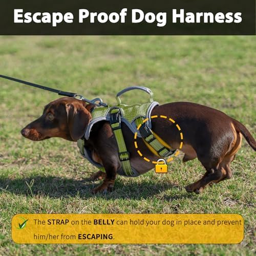 Huntboo Escape Proof Dog Harness, Dachshund Harness, Reflective Dog Harness with Handle, Durable,Adjustable Vest for Small Medium Large Dogs Walking, Training, and Running Gear (Green,S) - Image 2