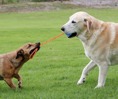 2 Pack Dog Ball, K9 Ball on Rope for Reward, Fetch, Play (Blue and Red) - Image 7