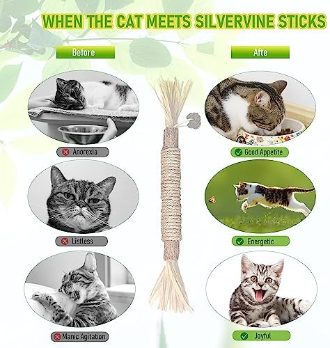 BAWAN Silvervine Sticks Cat Chew Toys for Indoor Cats Dental Care Teeth Cleaning, Natural Kitten & Cat Teething Toys for Health, Cat Chew Stick Suitable for All Breeds of Aggressive Chewers Cat - Image 5