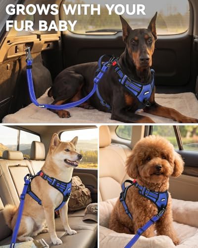 Joytale 3-in-1 Bungee Dog Seat Belt for Car, Medium Large Dogs, Navy Blue - Image 6